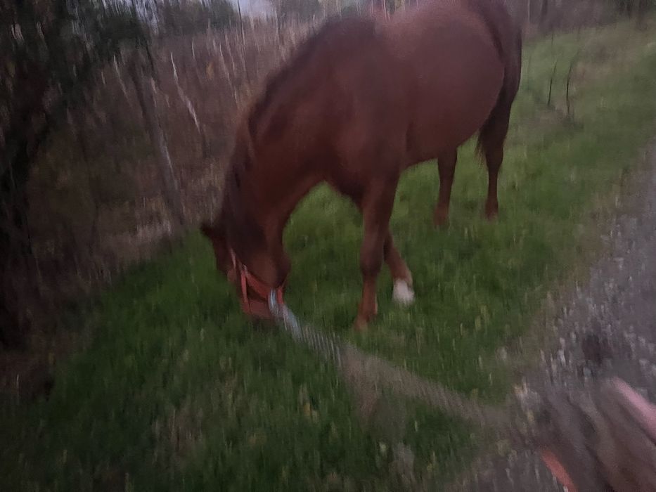 Vând iapă foarte cuminte