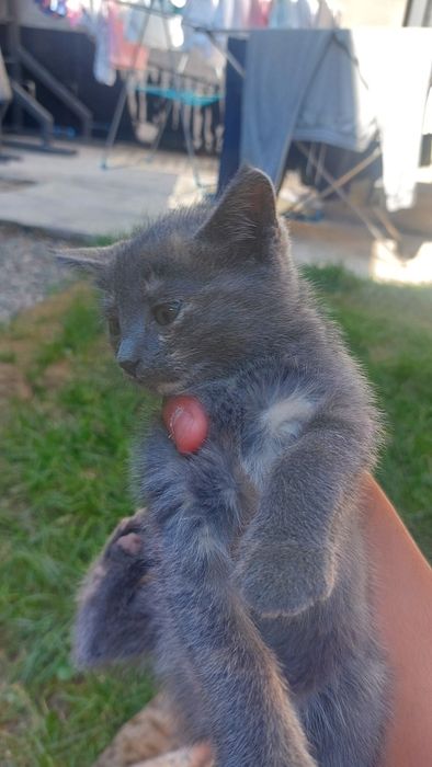 Мушук боллари котятки