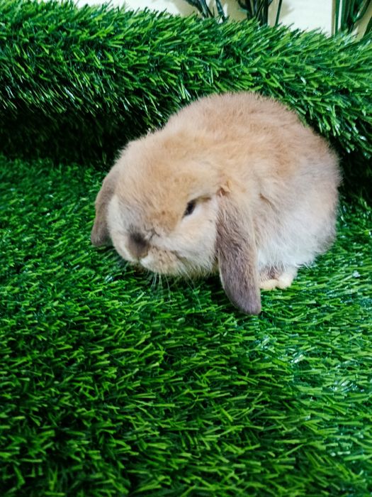 Karlik baran 2 yarim oylik .toza zot