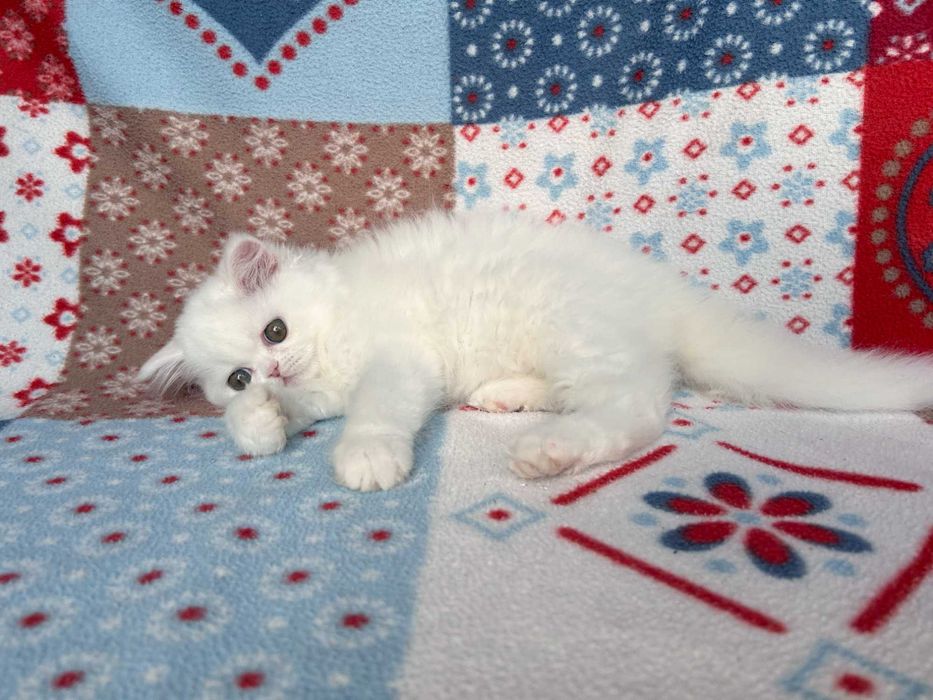 Pisicuță adorabilă Scottish Straight Longhair, cu Pedigree