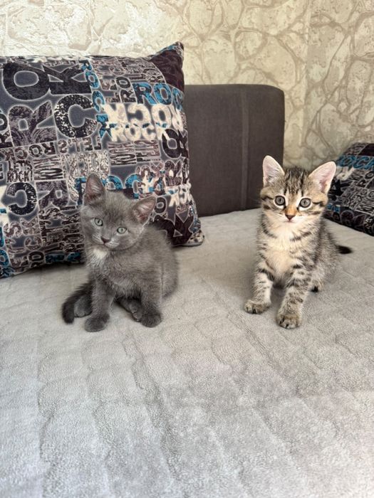 Отдам котят в добрые руки