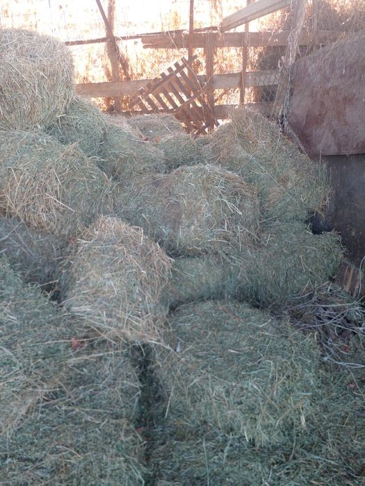 Клевер.третий укос