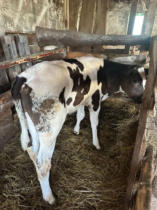 Vând vițel de 2 luni