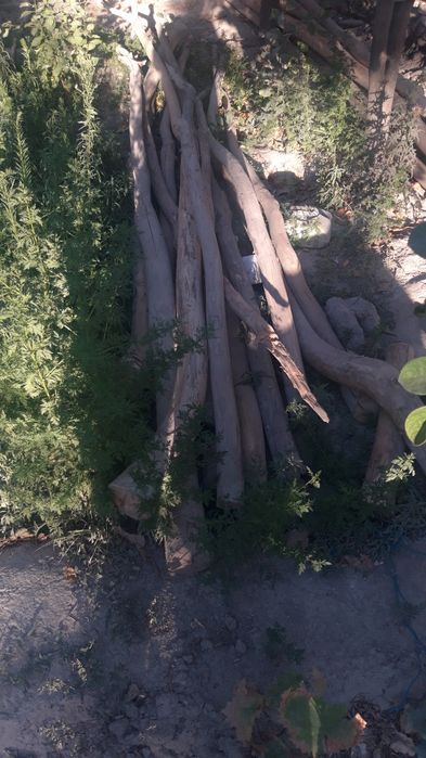 Болор кук терак арзон нархда