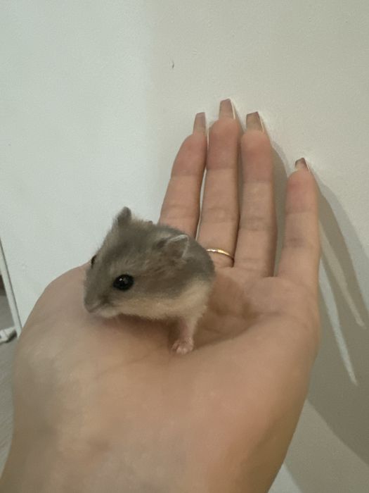 Хомяк джунгарский