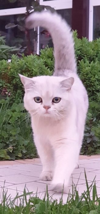 Вязка серебристая шиншилла