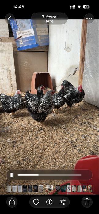 Wyandot silver karlik tuvuq tuxumiga zakas olamiz 30000 somdan