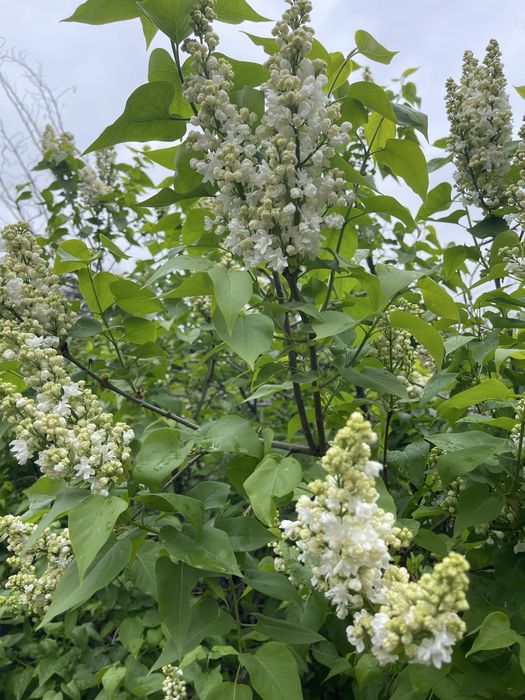 Продам срочна тез арада сатамын гулдер