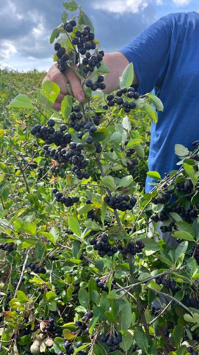 Vand fructe de Aronia 100% natural