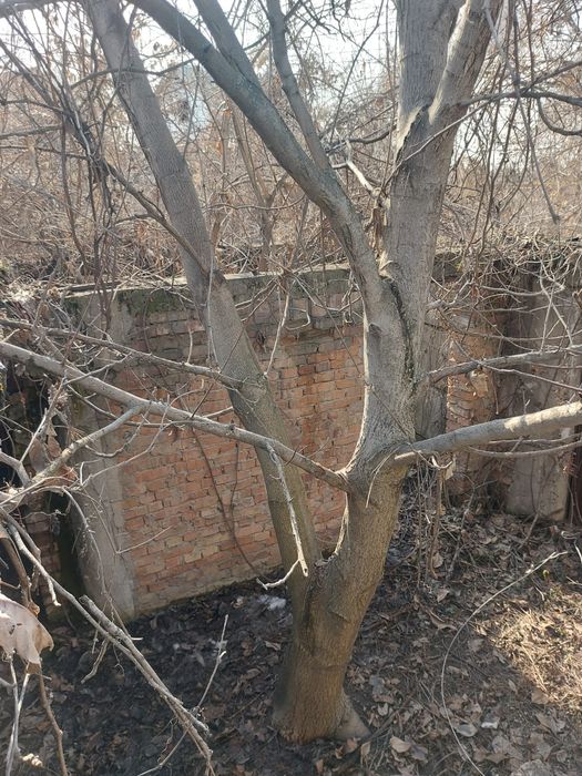 Продам дерево грецкого ореха
