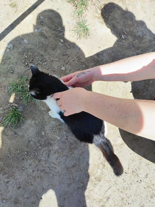 Отдам котика 6 месяцев .