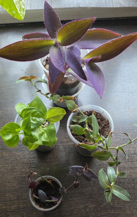 Продам набор комнатных растений