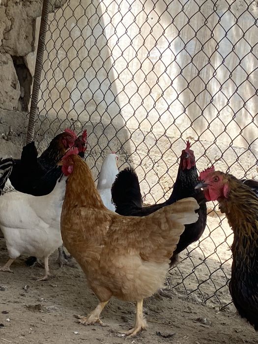 Тауықтар сатылады