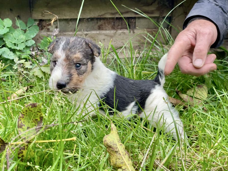 Foxterrier Sarmos