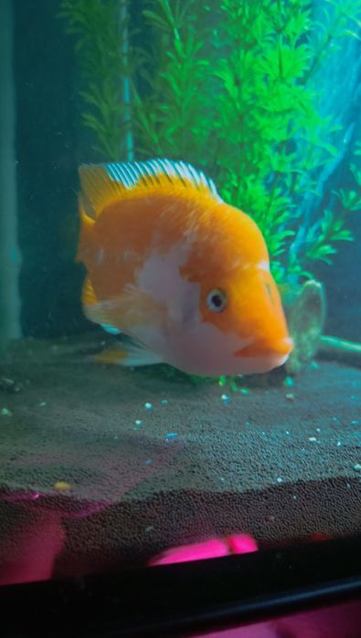 Продам либо поменяю