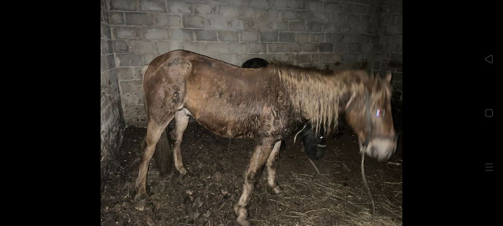 Лошадь Айгыр 5 лет