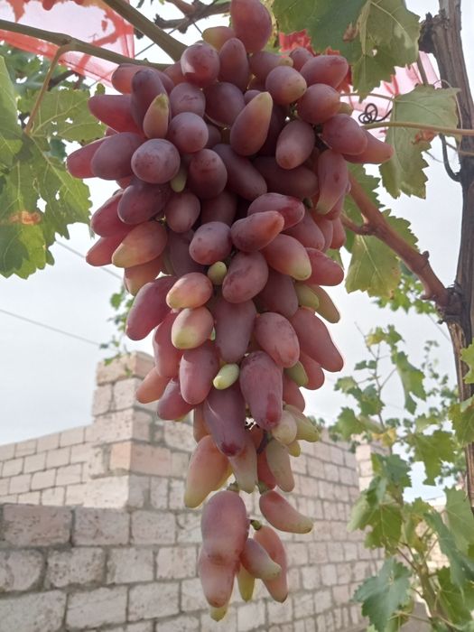 Продаются черенки винограда