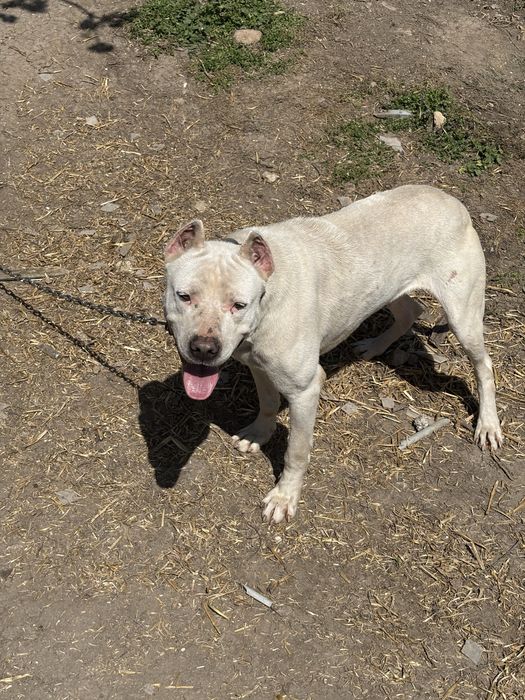 Дого Аржентино младо