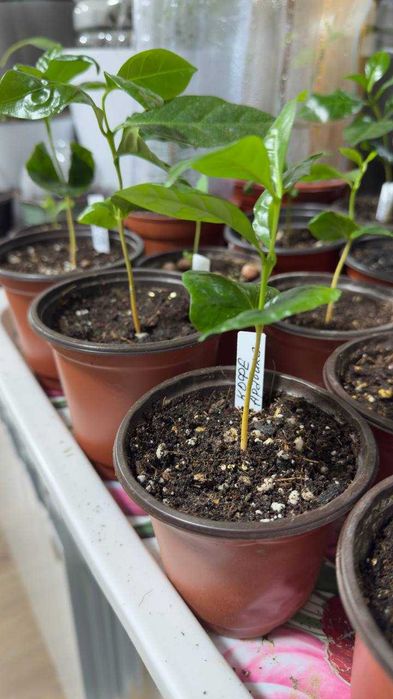 Саженец Кофе Арабика, Кофейное дерево Coffee Arabica