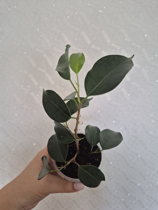 Продам разные сорта фикусов