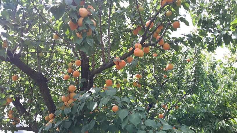 Сграда 90кв.м с Акт.16, с ток и вода в зем. парцел 4,5дка до регулация