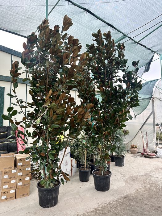 Magnoliya Магнолия Little gem Грандифлора