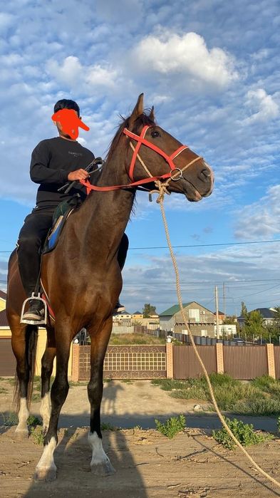 Пол кров айгыр сатылады