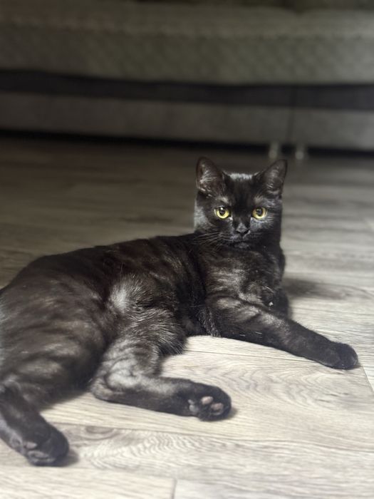 Отдам даром кошечку 1 годик