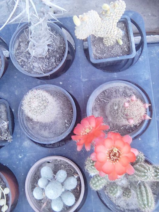 Plante de camera