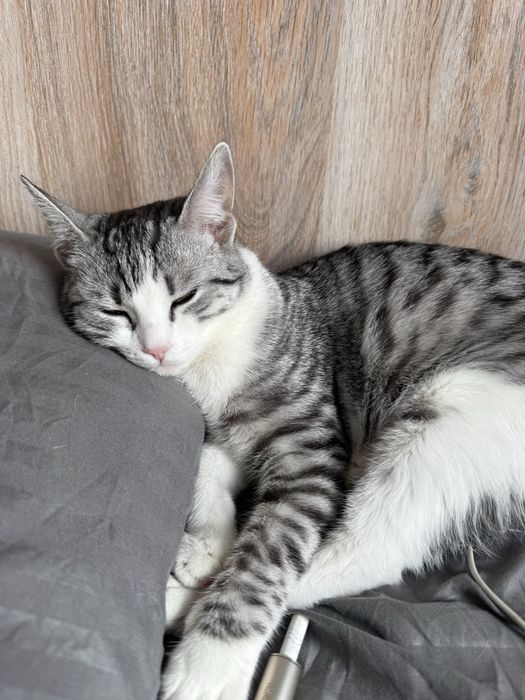 котенок скоттиш страйт девочка