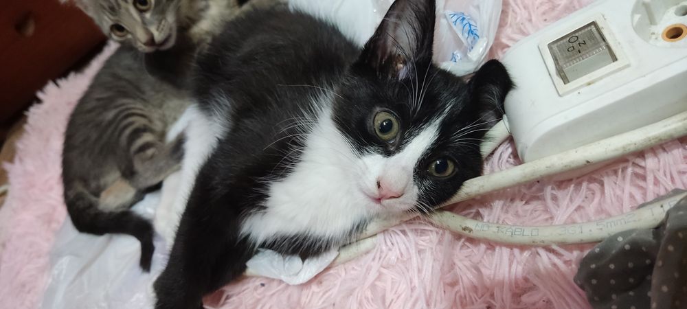 Котята, девочки в хорошие руки