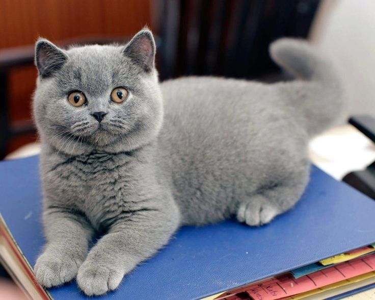 Puiuț British Shorthair Blue
