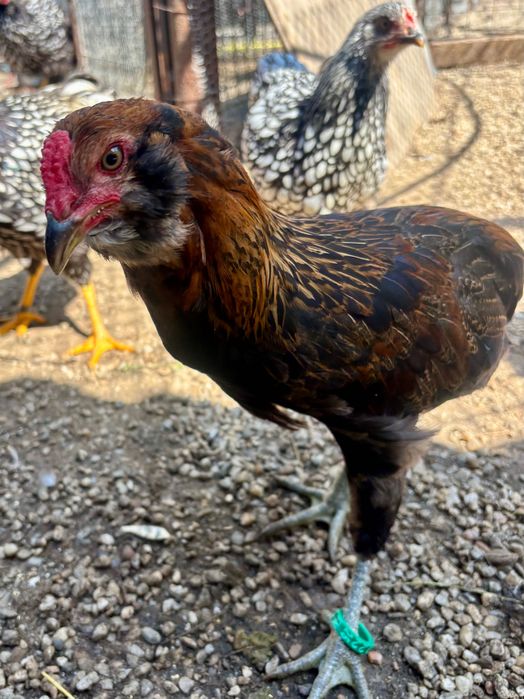 Cocosi Araucana rasa pura eclozati mai 2026.