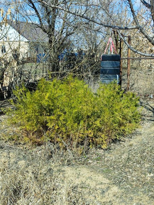 Саженцы местные.