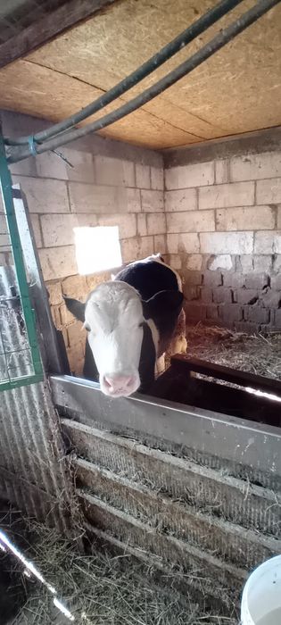Vițel de vânzare