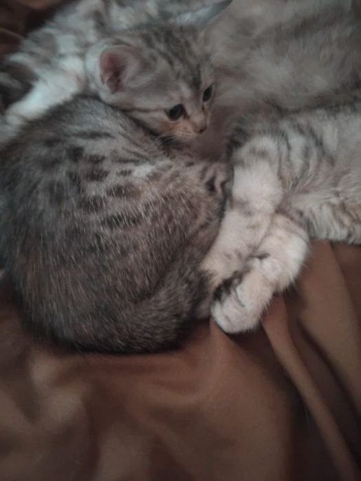 Отдам кошечку в добрые руки