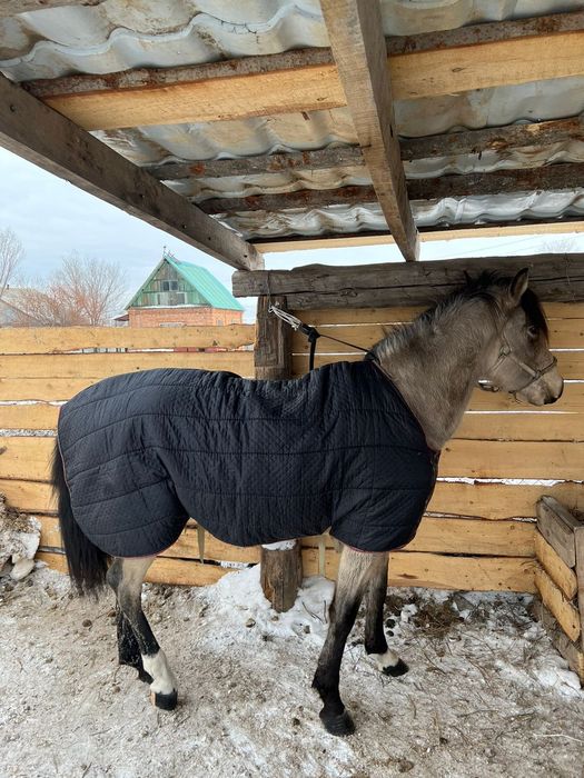 Құнан сатылады. 2 жаста