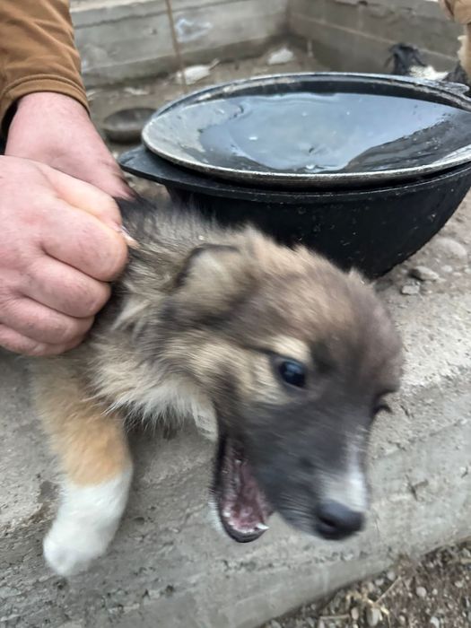 Отдам в добрые руки щенят