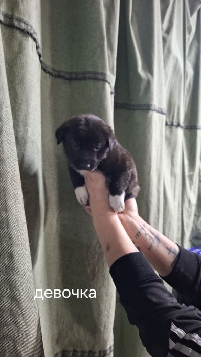 Отдам в добрые руки