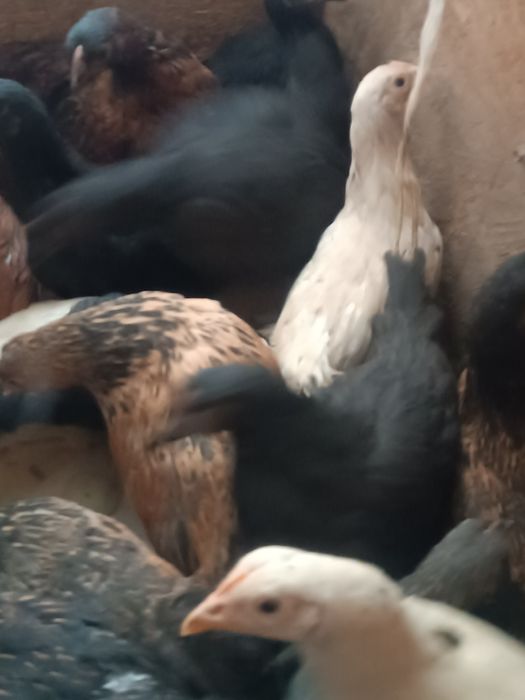 Цыплята.  балапан