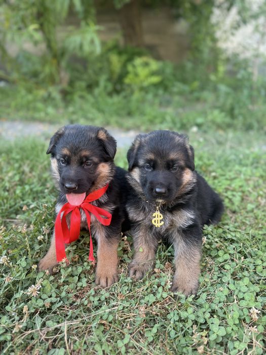 Pui ciobanesc german cu pedigree