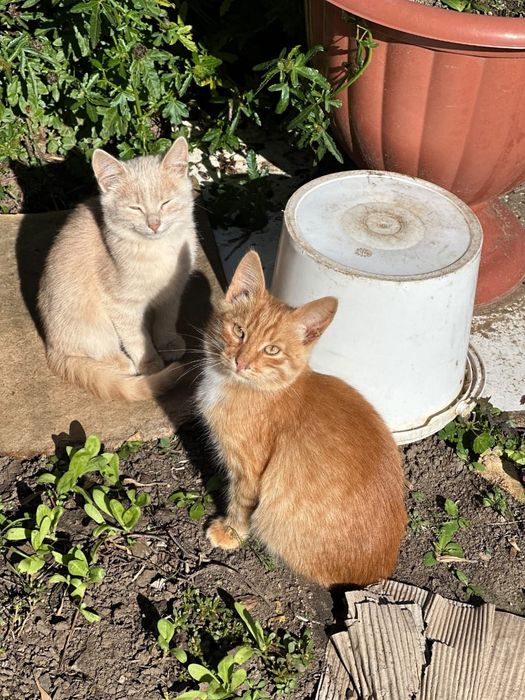 Котята возраст 3 месяца