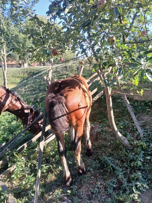Vând mânz murg de 4 luni jumatate