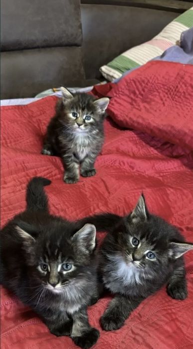 Мейн Кун котята пушистики