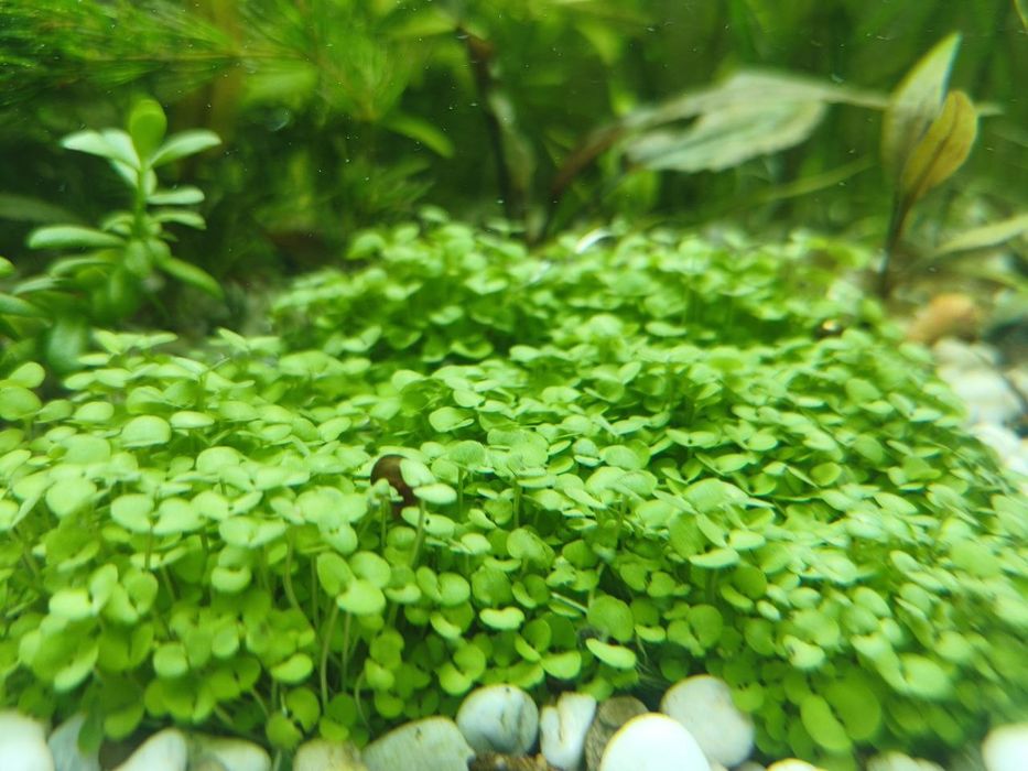 Аквариумное растение Монте Карло