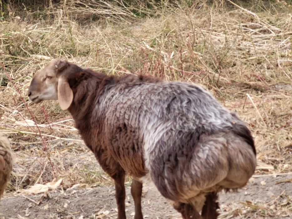 Қошқар Арашан  пародасы   2,3 ай