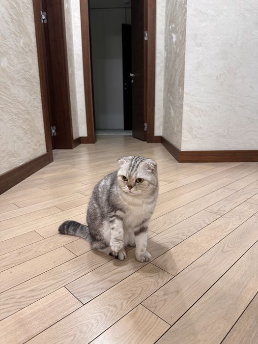 Кошка шотландская вислоухая