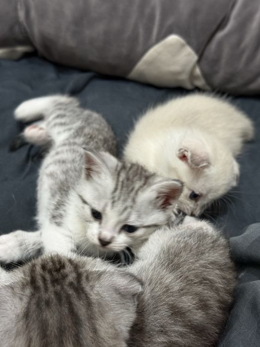 Продаются шотландские котята