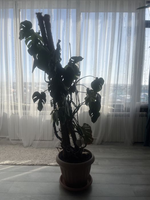 Пальмы для офиса и дома .