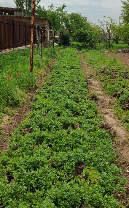 №1 Хрезентема гүлі